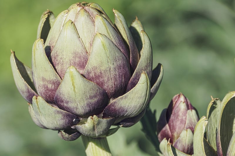 Edible plant options
