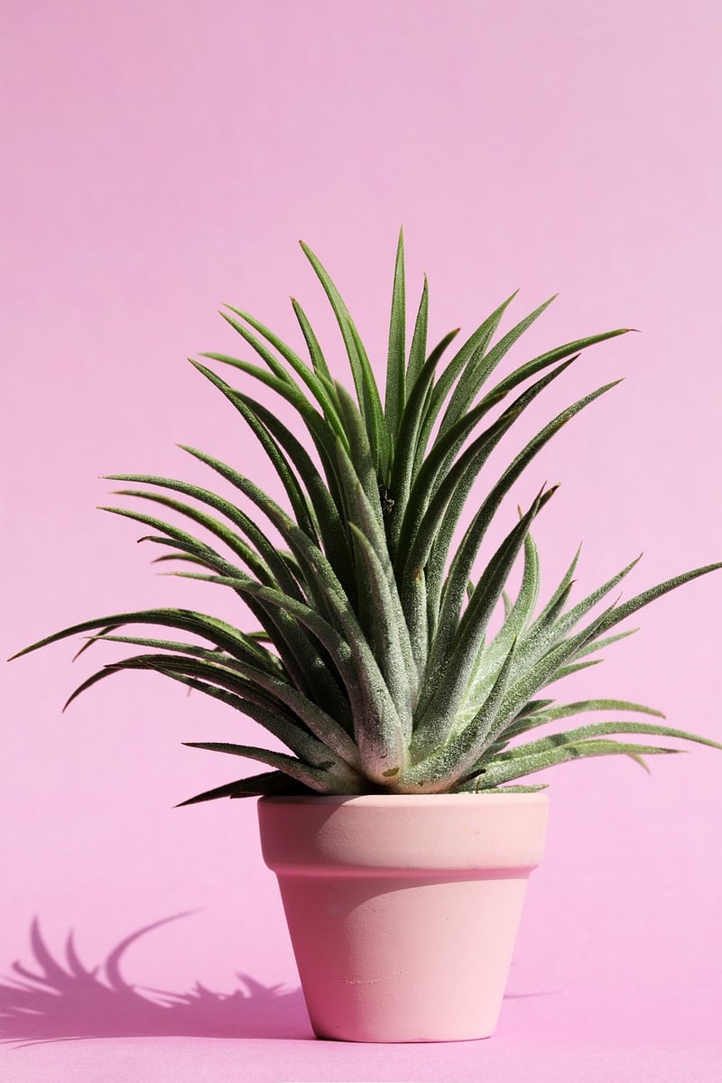 Indoor plant decor